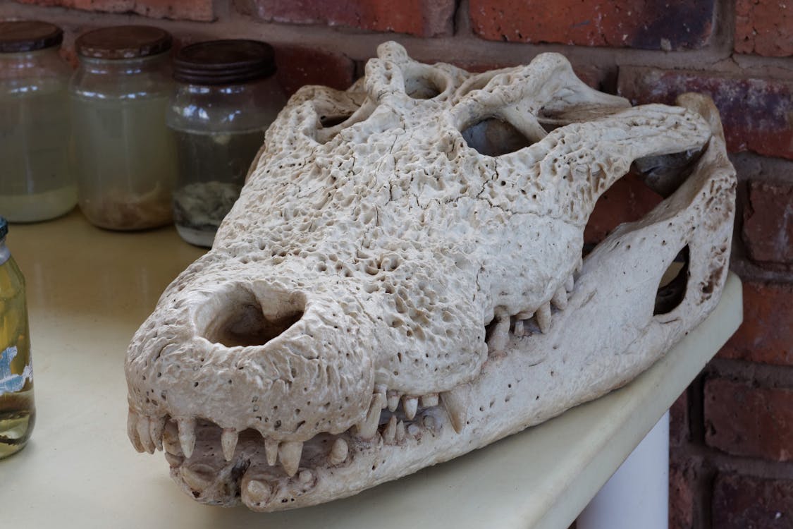 Ingyenes stockfotó állati koponya, befőttes üvegek, fogak témában
