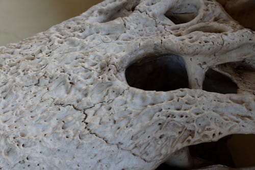 Foto profissional grátis de caveira, crânio animal, crânio de crocodilo