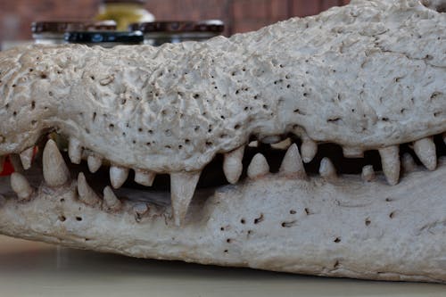 Gratis stockfoto met dierlijke schedel, Krokodil, krokodil tanden