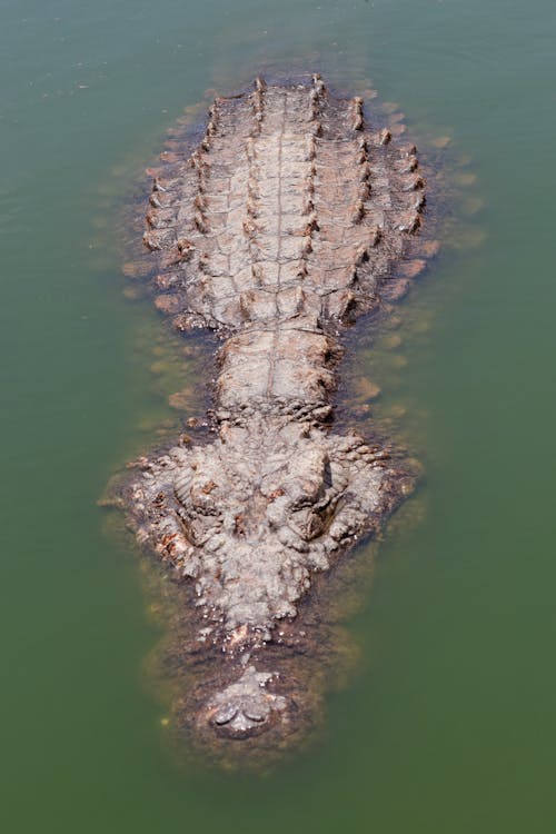 Бесплатное стоковое фото с Аллигатор, вертикальный выстрел, вода
