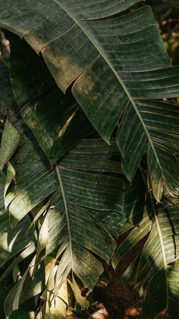 Close-up of vibrant green tropical leaves with sunlight filtering through.