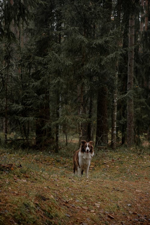 가을, 개, 공원의 무료 스톡 사진