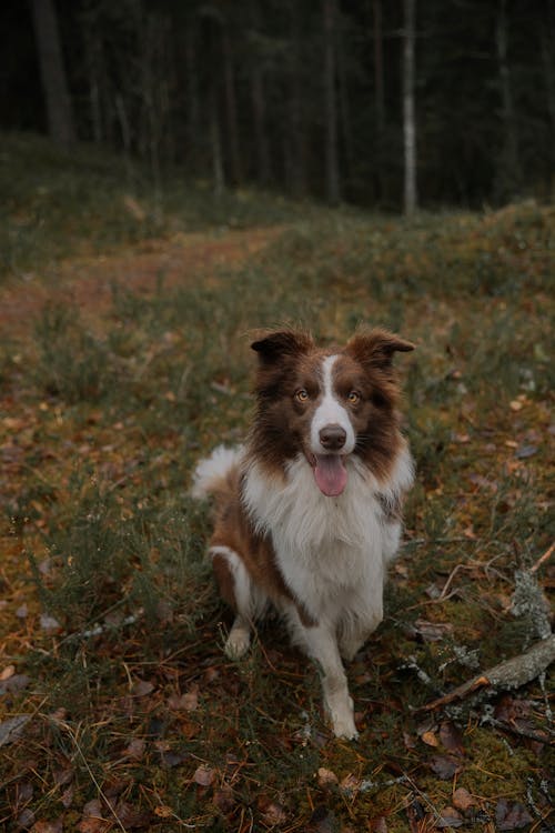 Imagine de stoc gratuită din animal de casă, border collie, câine