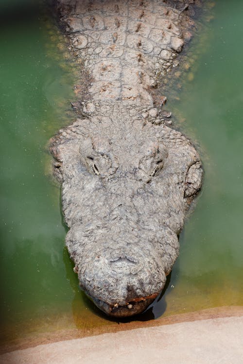 Crocodile in Zoo