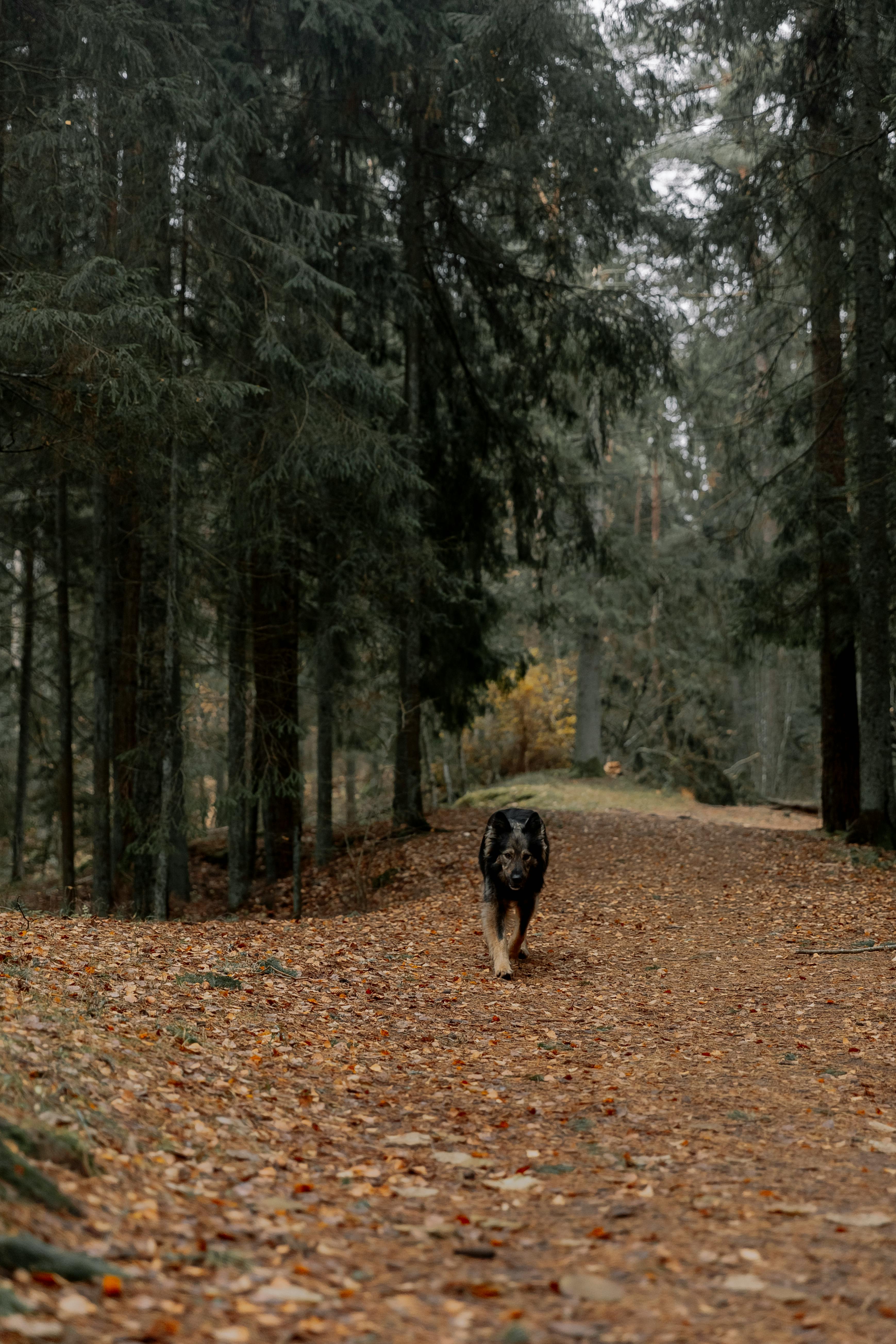 dog walking in a forest