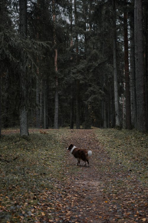 Fotobanka s bezplatnými fotkami na tému borderská kólia, jeseň, les