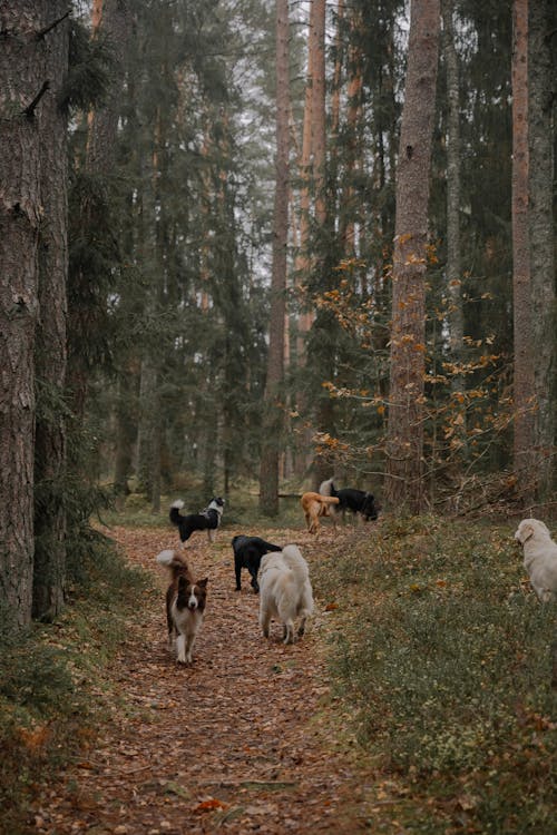 Foto profissional grátis de animais, árvores, cachorros