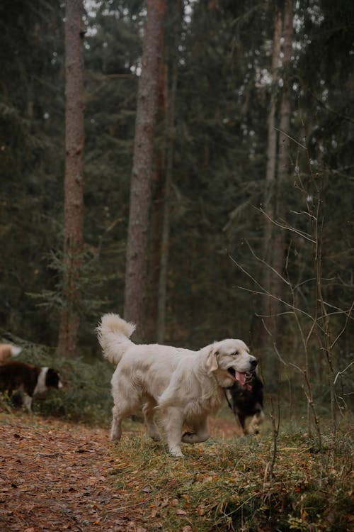 Foto profissional grátis de animais de estimação, árvores, cachorros