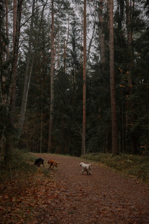 Dogs on Footpath in Forest