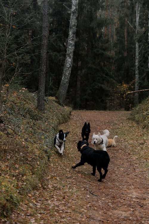 Imagine de stoc gratuită din animale, animale de casă, arbori