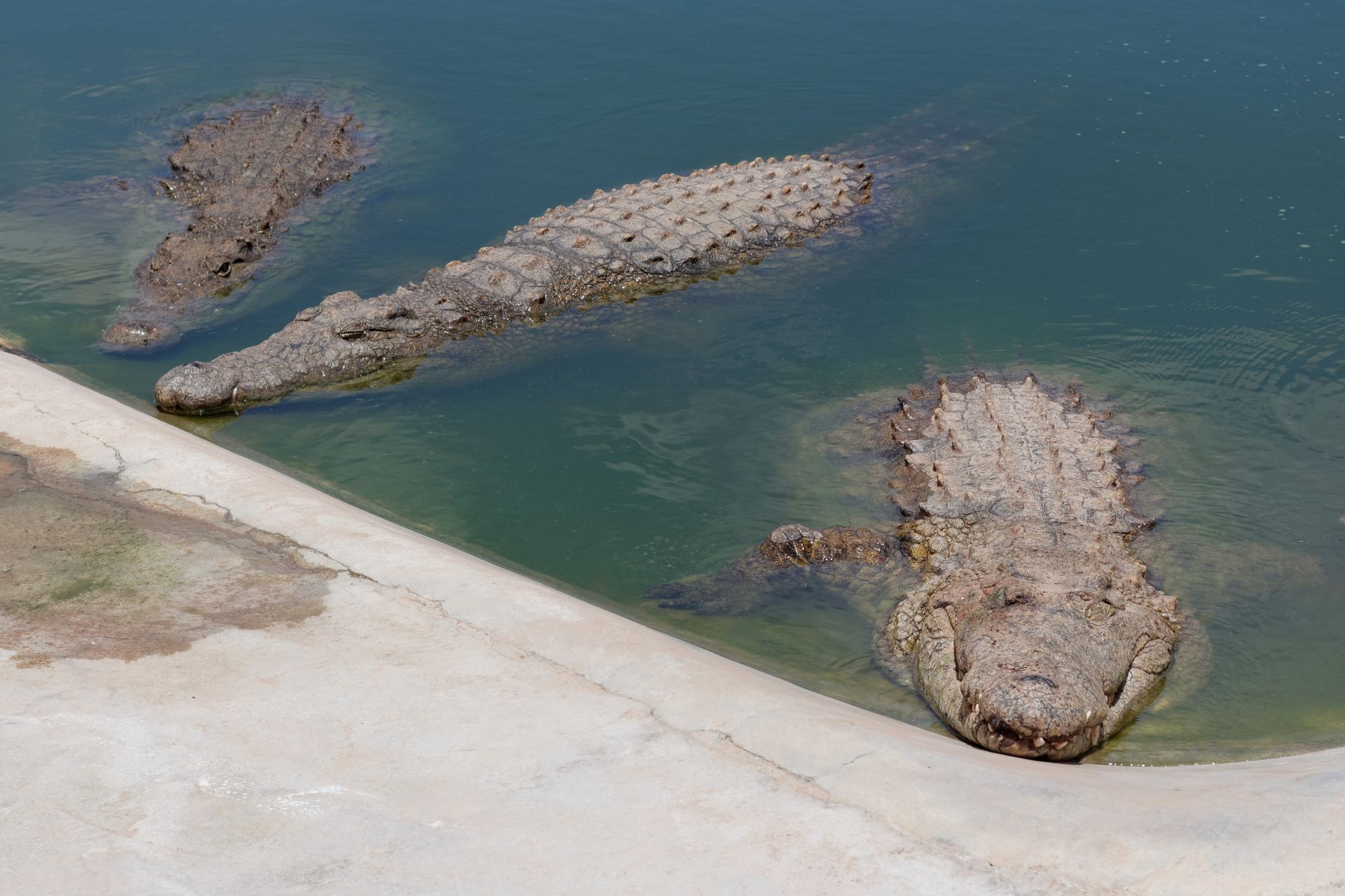 Three crocodiles lounging in a pond in South Africa, showcasing reptile behavior.