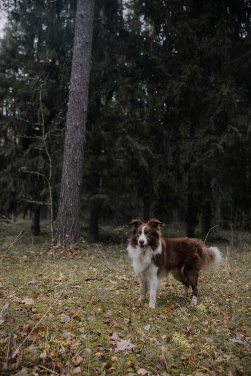 개, 나무, 동물 사진의 무료 스톡 사진