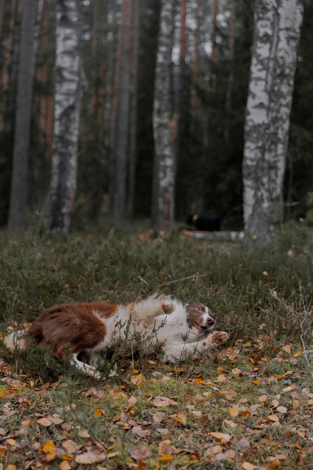 Happy dog lying on its back and rolling on grass