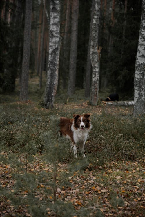 Border Collie with Birches in Forest behind