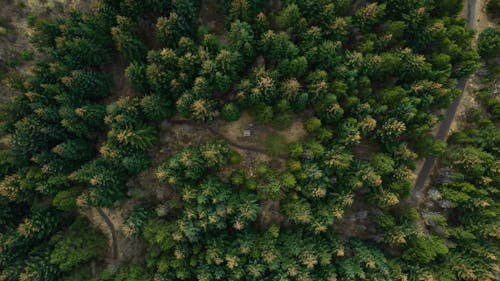 Path in Conifer Green Forest