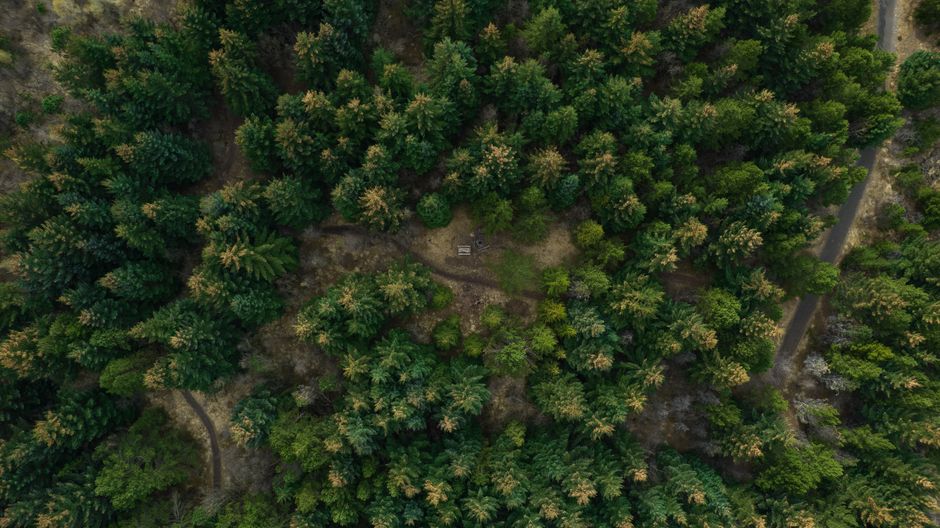 Drone shot of dense woodland in Reykjavik, showcasing lush green conifers and winding paths.