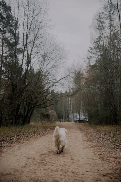 Immagine gratuita di alberi, animale domestico, bianco