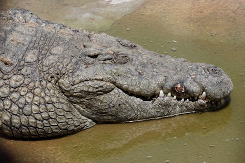 A crocodile is laying in the water with its mouth open