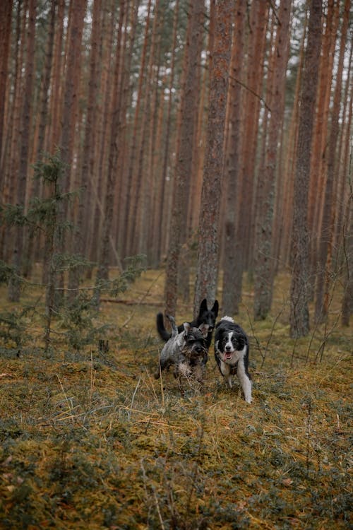 Foto profissional grátis de animais de estimação, árvores, cachorros