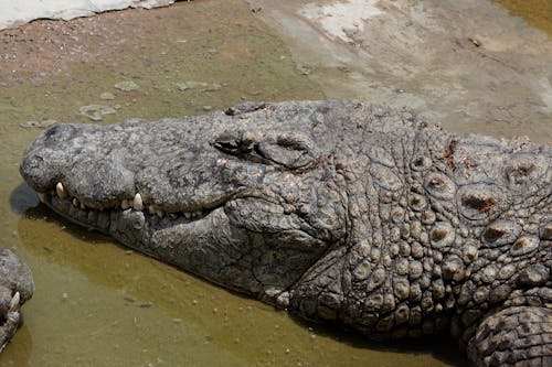 Head of a Resting Crocodile