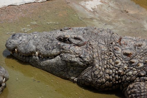 Free Detailed closeup of a Nile crocodile (Crocodylus niloticus) resting in a muddy pool in South Africa. Stock Photo