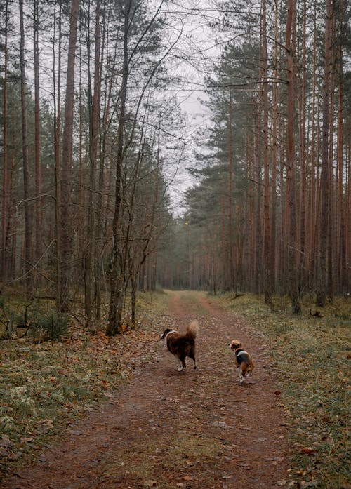 Gratis arkivbilde med dyrefotografering, grusvei, hunder