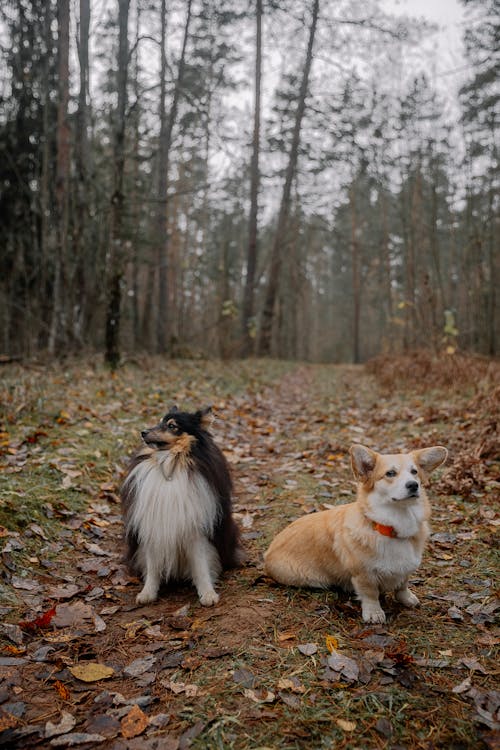 Foto profissional grátis de animais de estimação, cachorros, chão