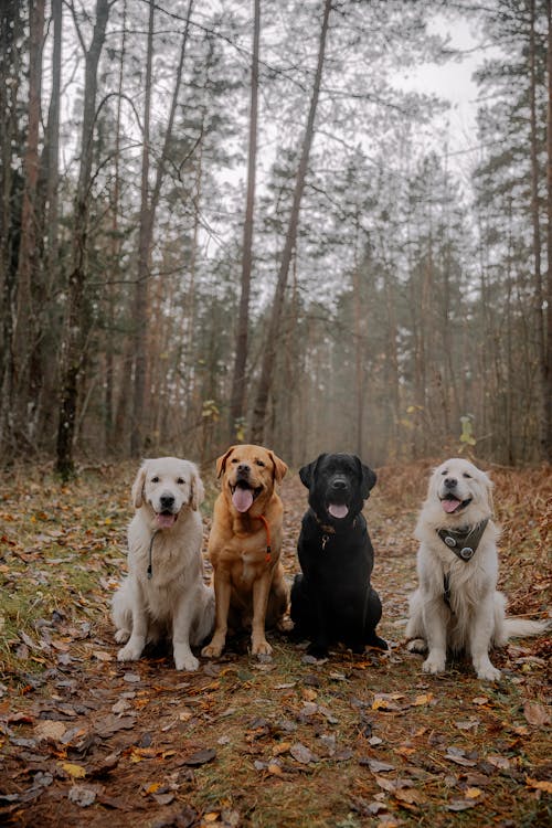 Foto profissional grátis de animais de estimação, árvores, cachorros