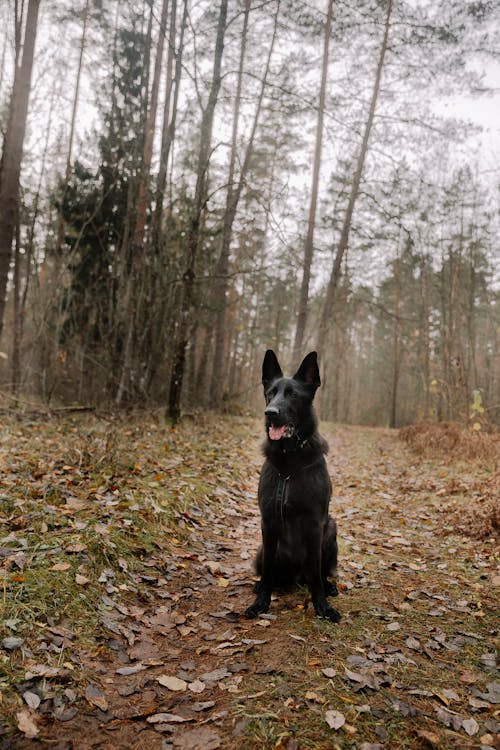 Black Dog Sitting in Forest