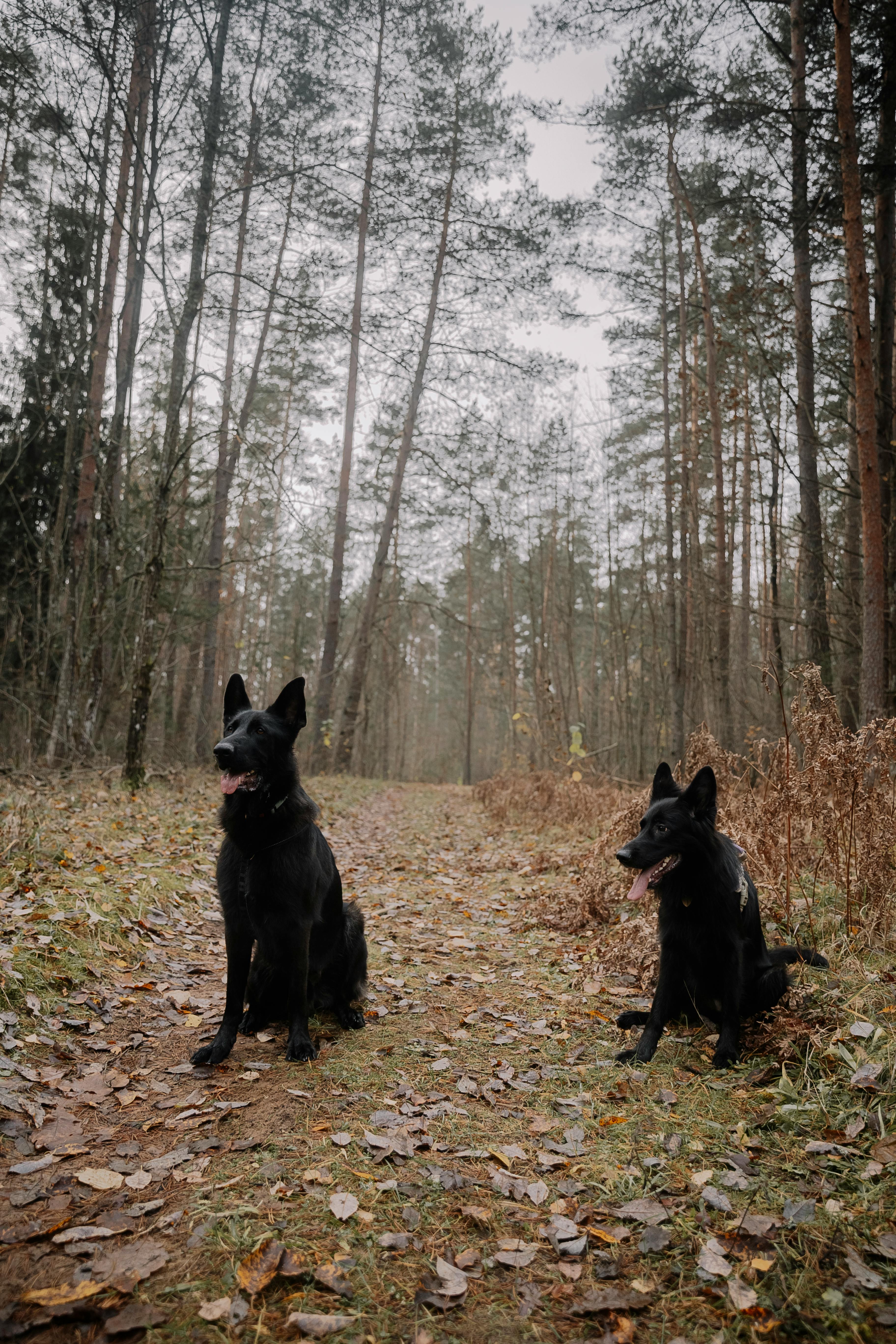 black dogs in forest