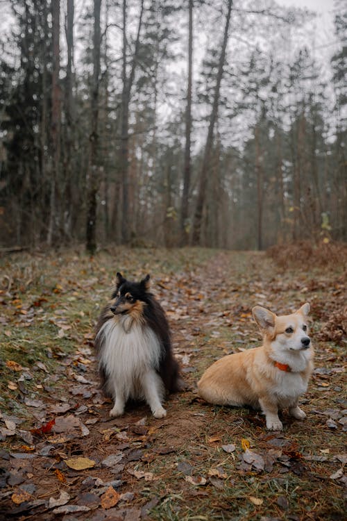 Foto profissional grátis de animais de estimação, árvores, cachorros