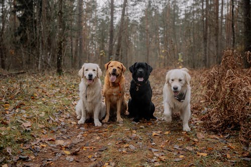 Foto profissional grátis de animais de estimação, cachorros, chão