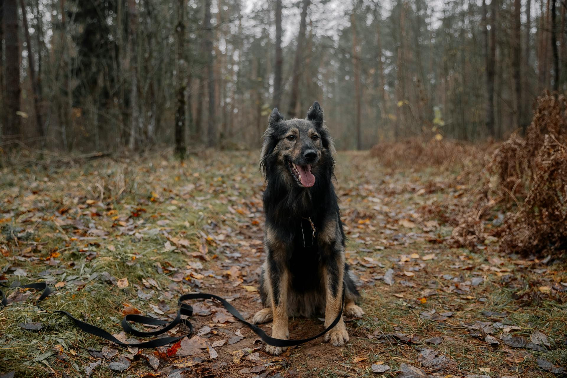 Böhmiska herdar i skogen