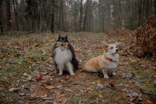 Foto profissional grátis de animais de estimação, cachorros, chão