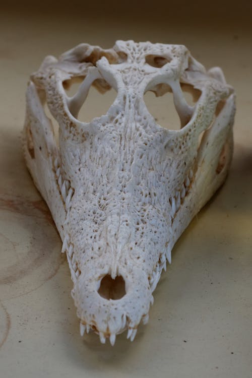 동물 두개골, 뼈, 악어 두개골의 무료 스톡 사진