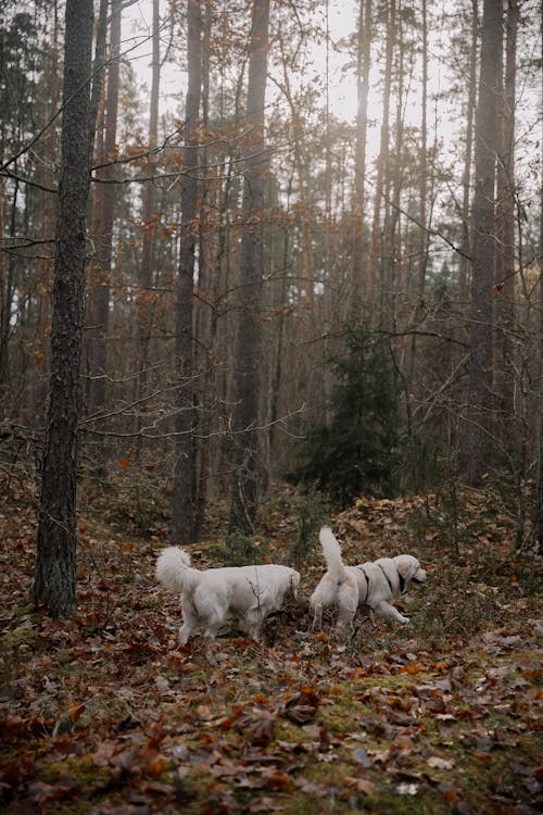 Foto profissional grátis de animais de estimação, árvores, branco