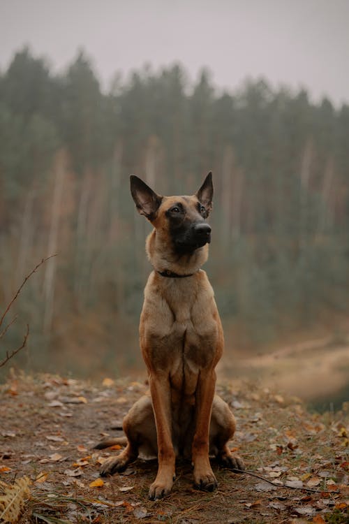 Belgian Shepherd Dog Sitting Near the Forest