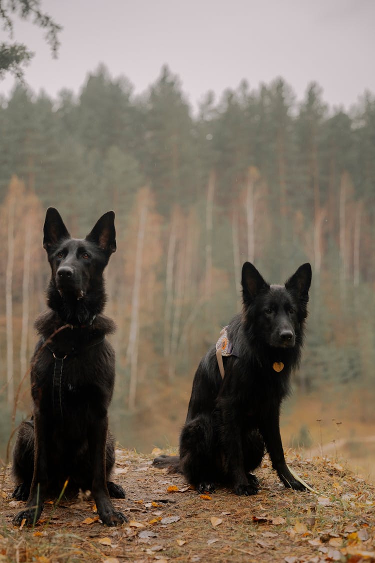 German Shepherds Sitting Outside In Autumn 