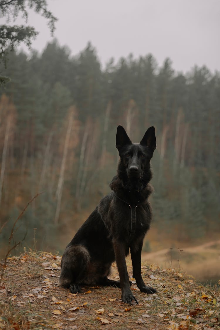 A German Shepherd Sitting Outside In Autumn 