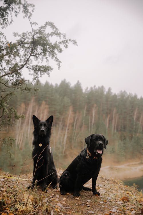 German Shepherd and Labrador Retriever Sitting Outside in Autumn 