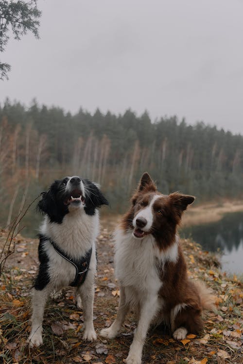 Foto profissional grátis de animais de estimação, border collie, cachorros