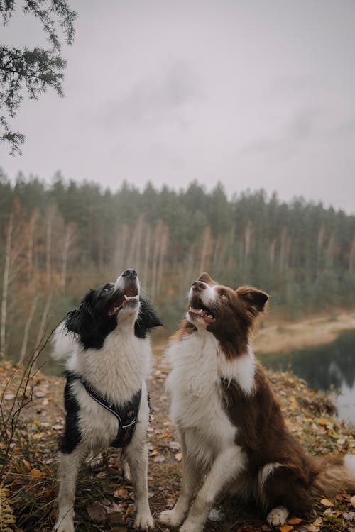 Foto profissional grátis de animais de estimação, árvores, bonitinho