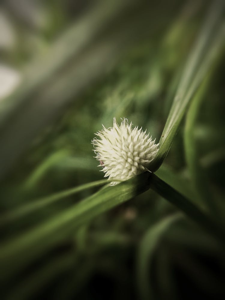 White Cluster Flower