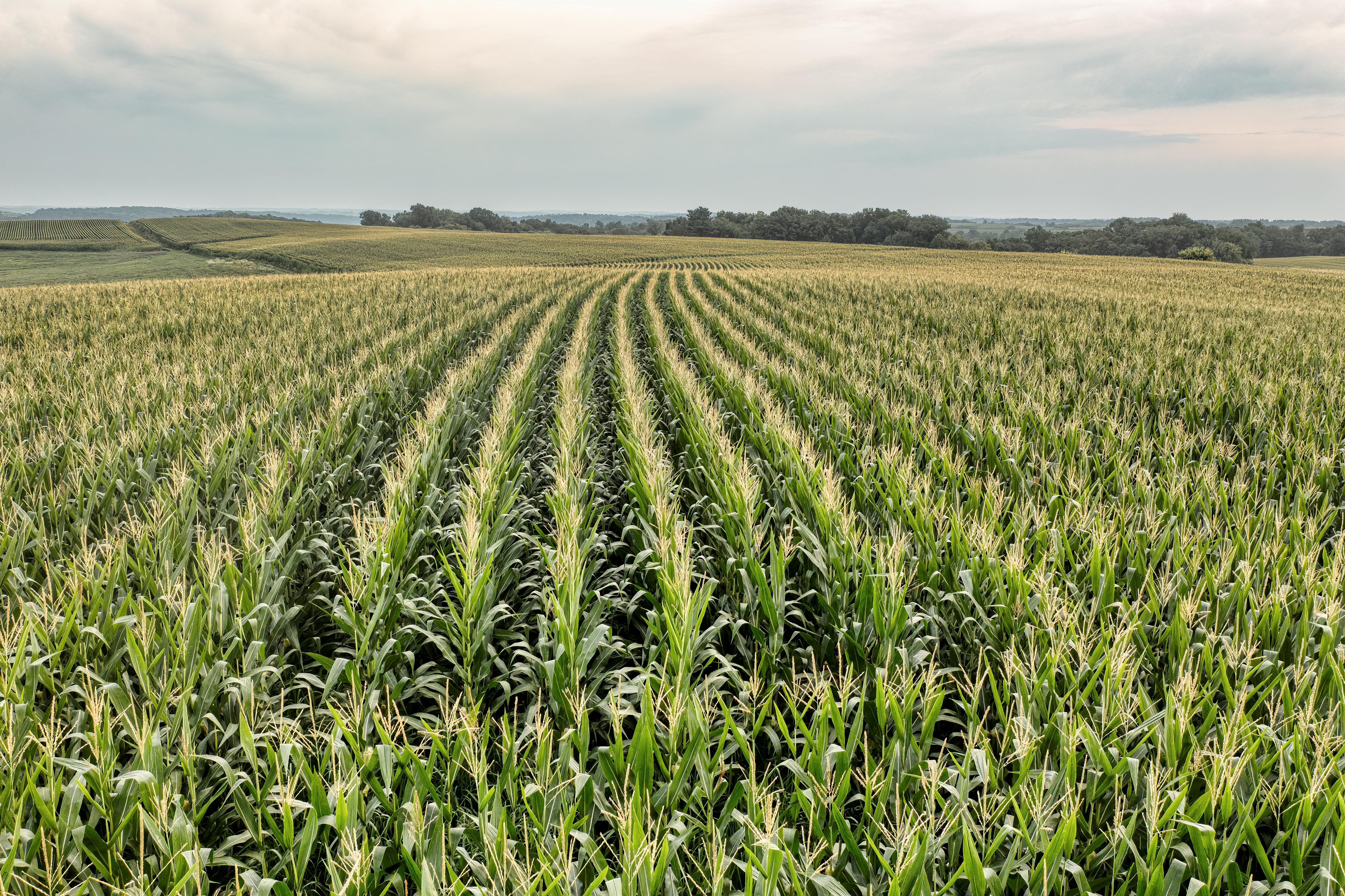 National Corn Growers Association and Ag Data Transparent Release Transparency Principles for Ag Carbon — Photo by Tom Fisk o