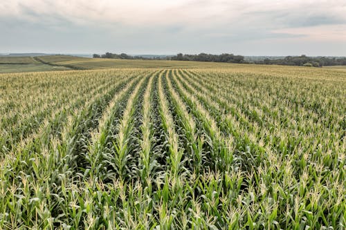 Landscape with a Corn Plantation