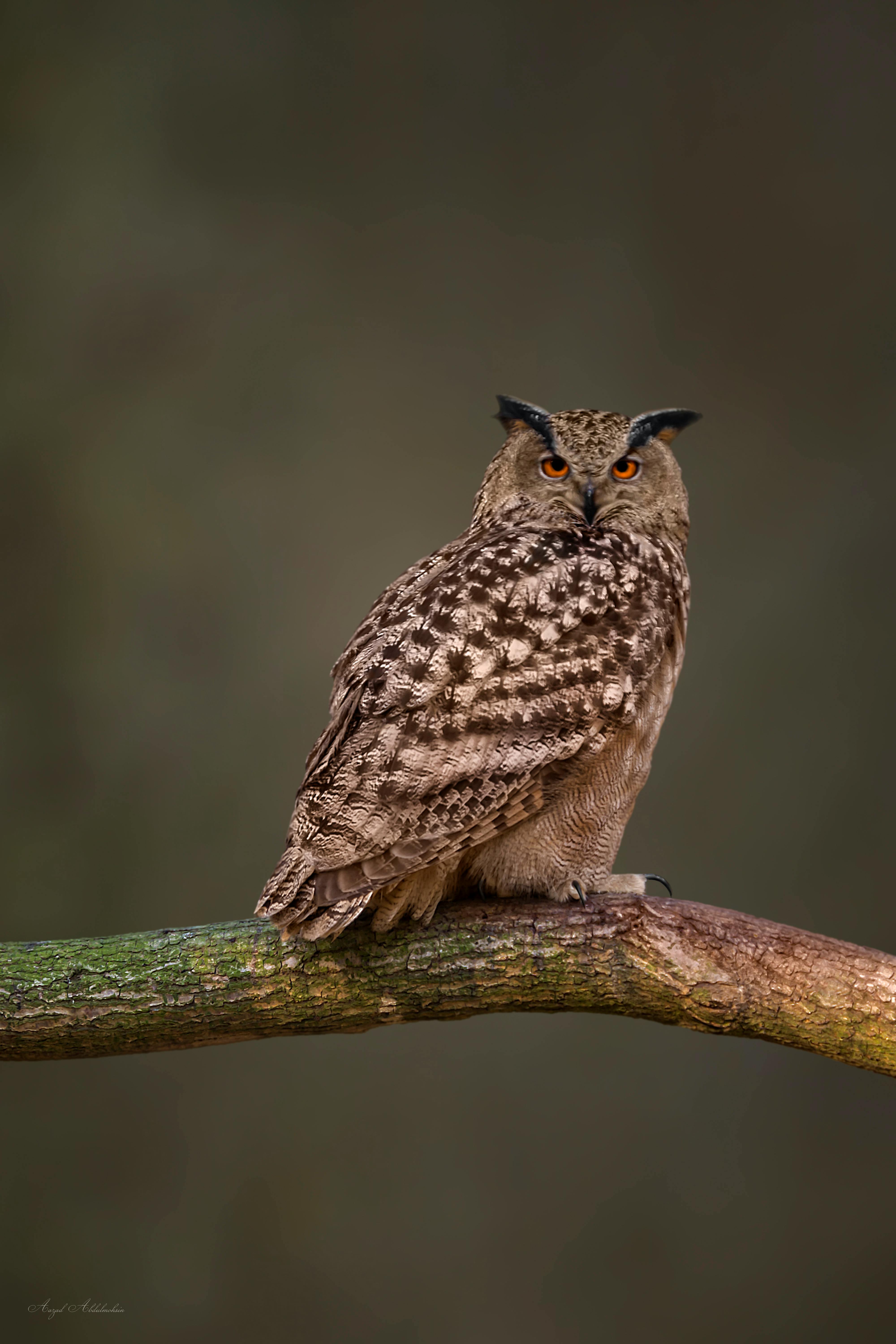 Free stock photo of animal, bird, owl