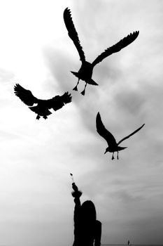 Silhouette of a person with birds in flight, capturing a moment of freedom.