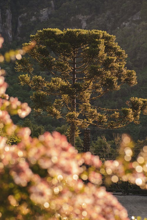 Gratis lagerfoto af araucaria, grøn, landskab