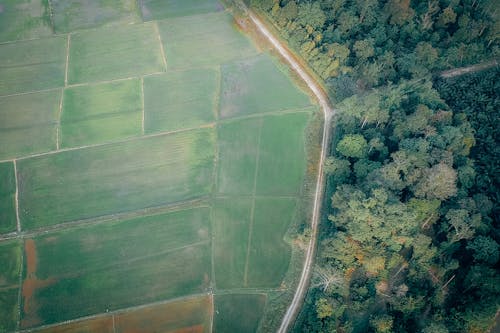 Fotografía De Vista Aérea Del Campo De Arroz Y El Bosque Verde