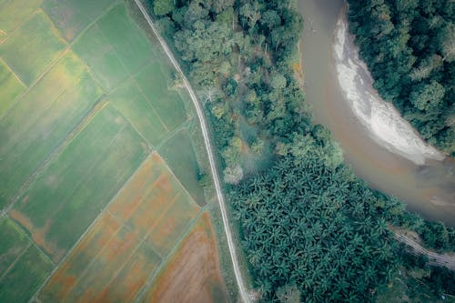 Fotografía De Vista Aérea De árboles